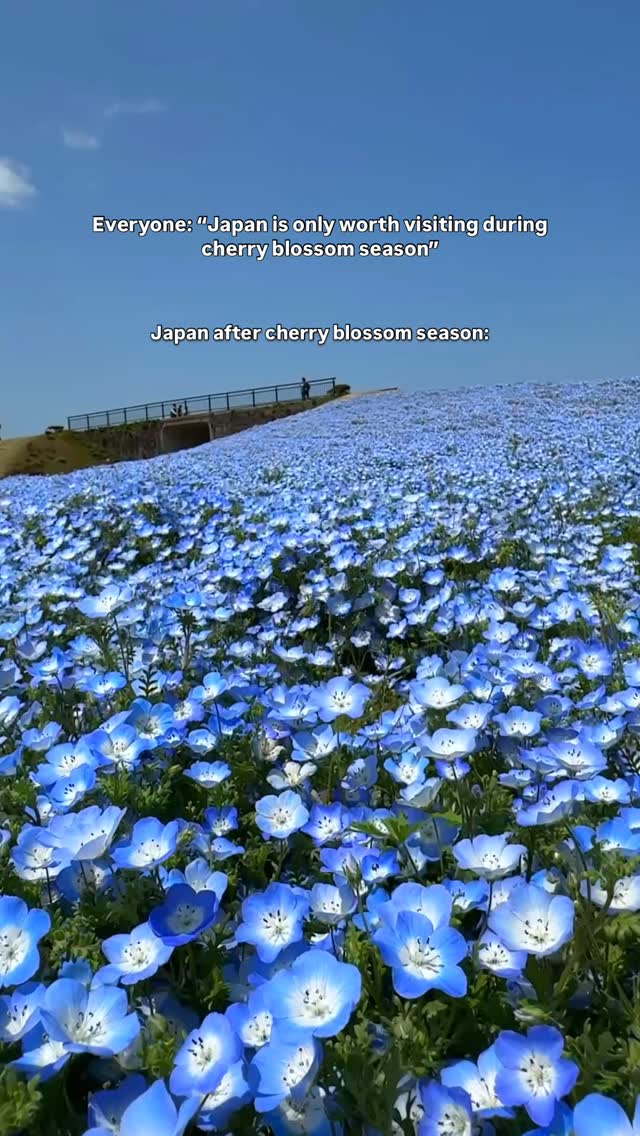 Fukuoka Park's Late Spring Baby Blue Bloom