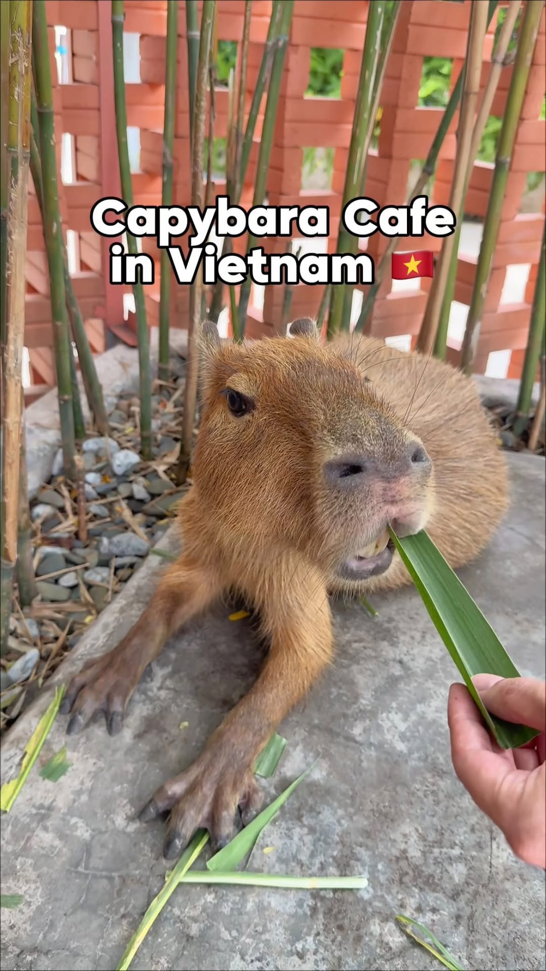 2 Cafes in Thành phố Hồ Chí Minh