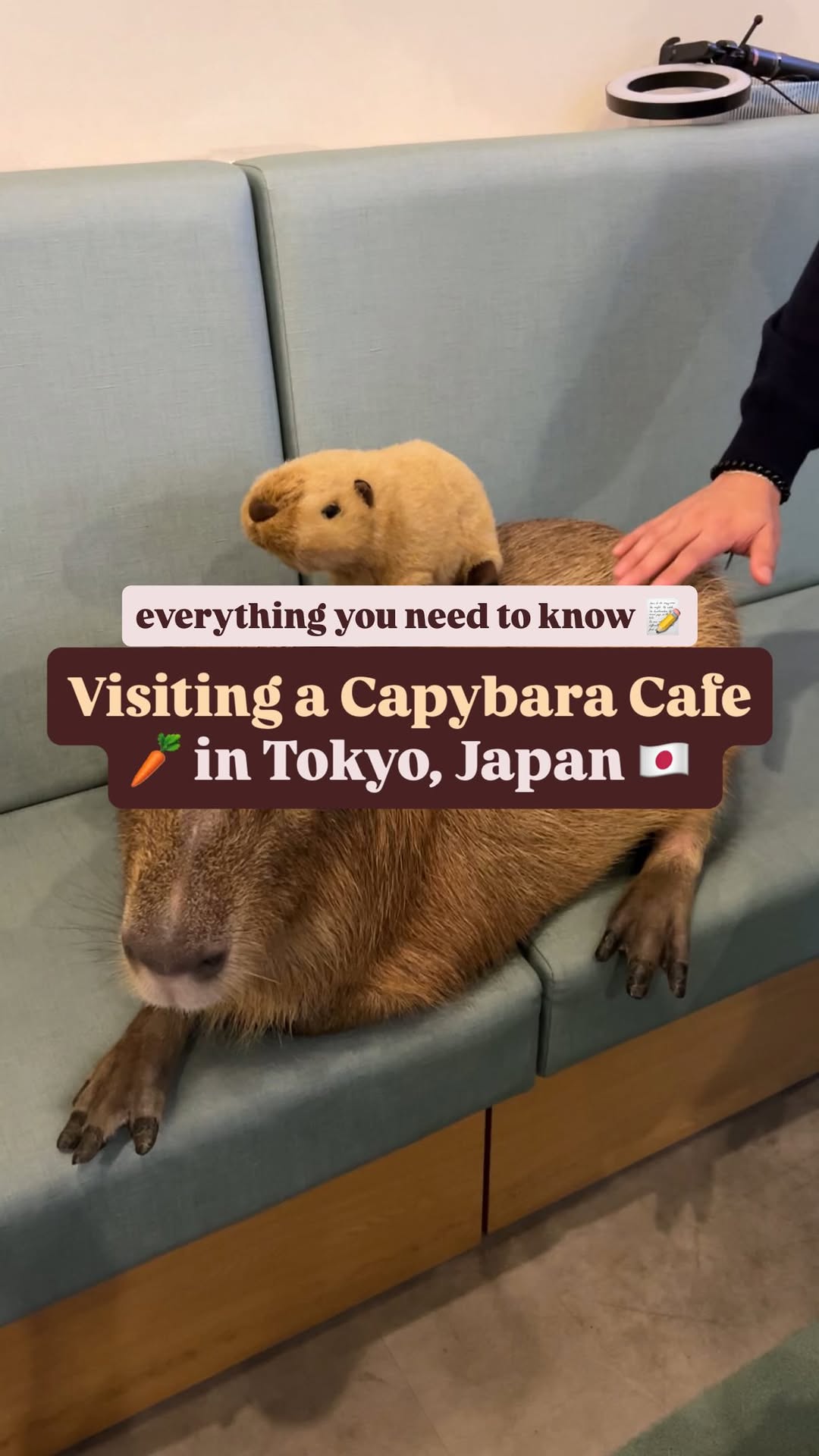 Tokyo's Capybara Cafe Visit and Skytree Trip