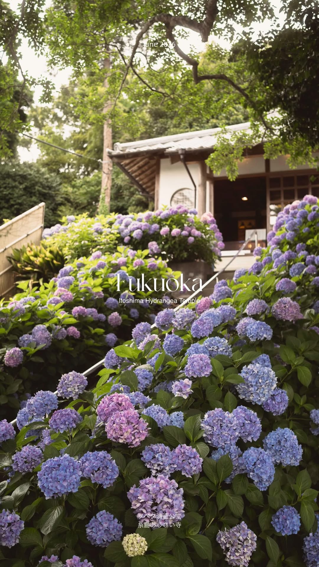 Itoshima's Totoro Forest, Hydrangea Temple, and Station