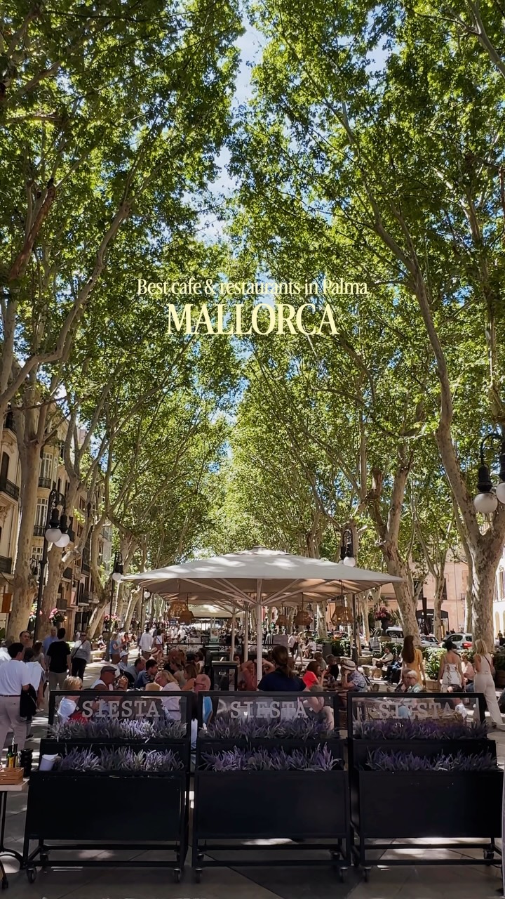 Palma's Historic Sites and Top Dining Spots