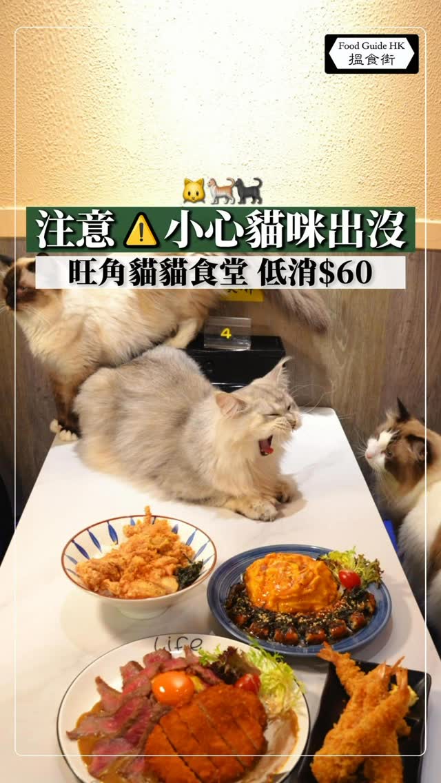 Cat Cafe Offers Solace and Companionship