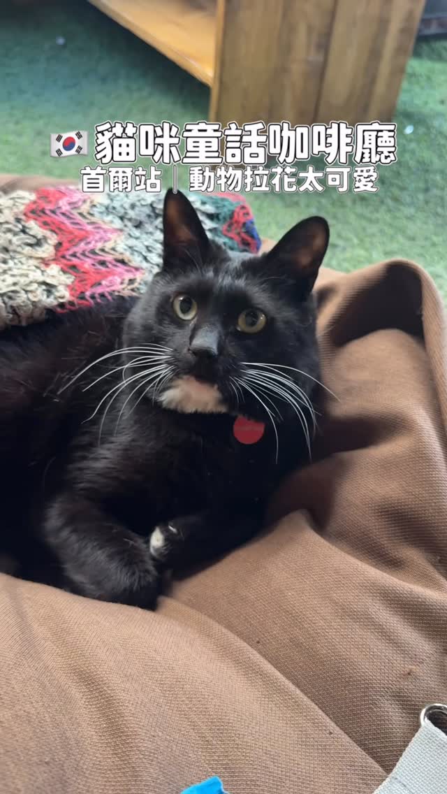Jamsi: A Fairytale Cat Cafe Near Seoul Station