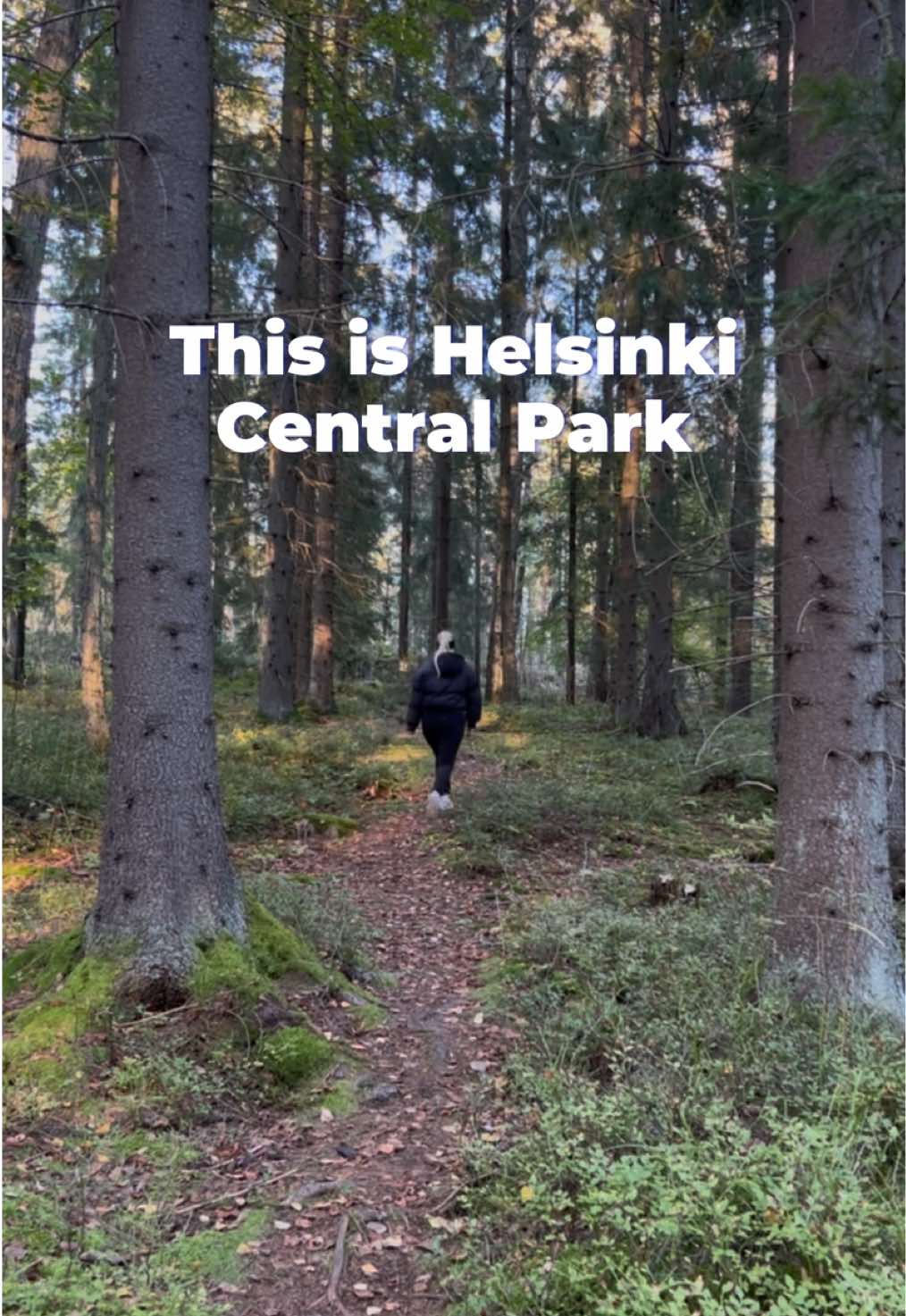 Helsinki's Central Park Forest Retreat