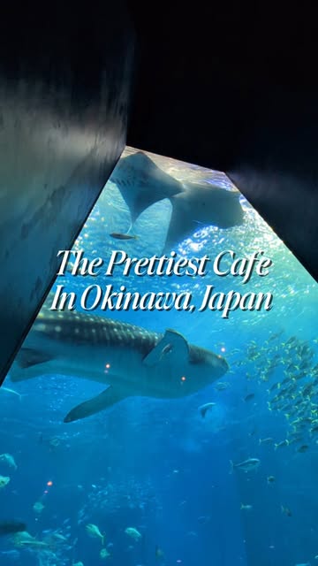 Okinawa Aquarium Cafe Offers Ocean Tank Views