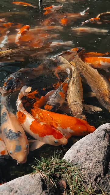 39 Attractions in Japan