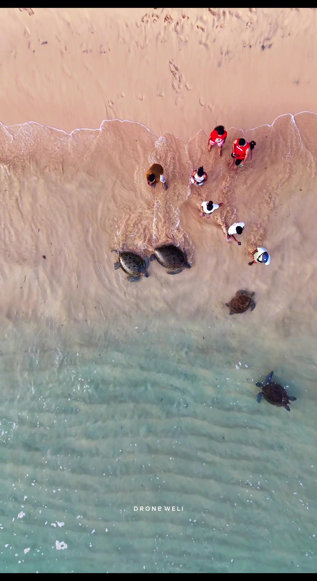 Dalawella Beach: A Sri Lankan Turtle Sanctuary
