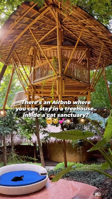 Chiang Mai Treehouse Airbnb Offers Cuddle Buddies