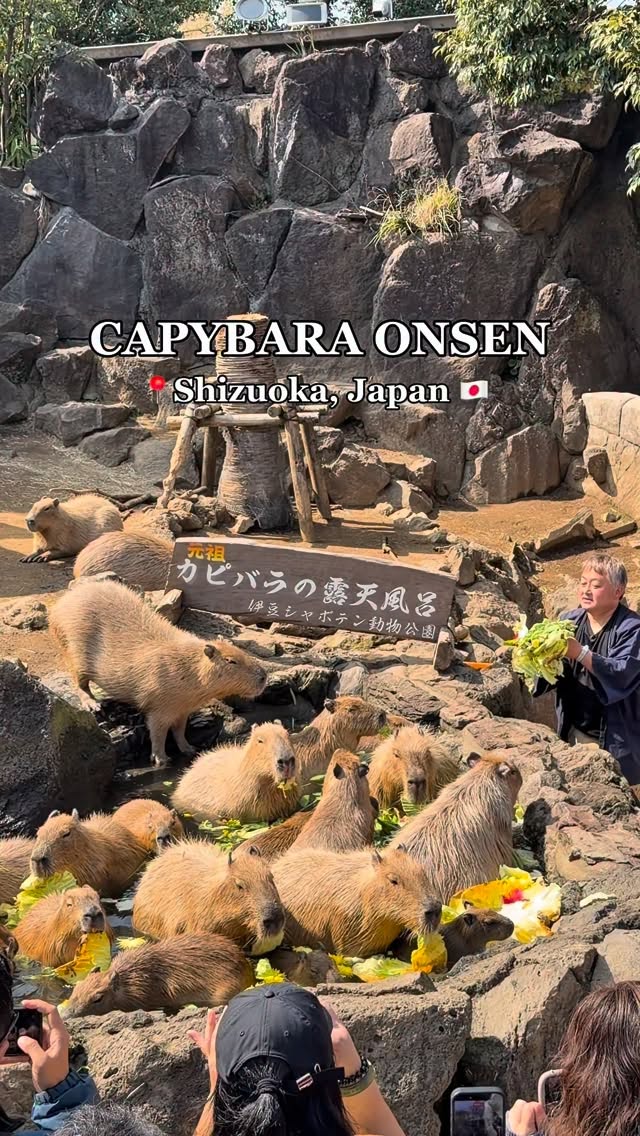 Izu Shaboten Zoo Features Capybara Feeding