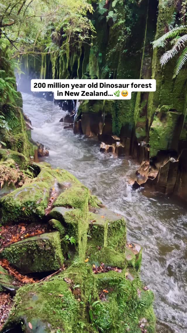Whirinaki Forest Park: A Land Untouched by Time