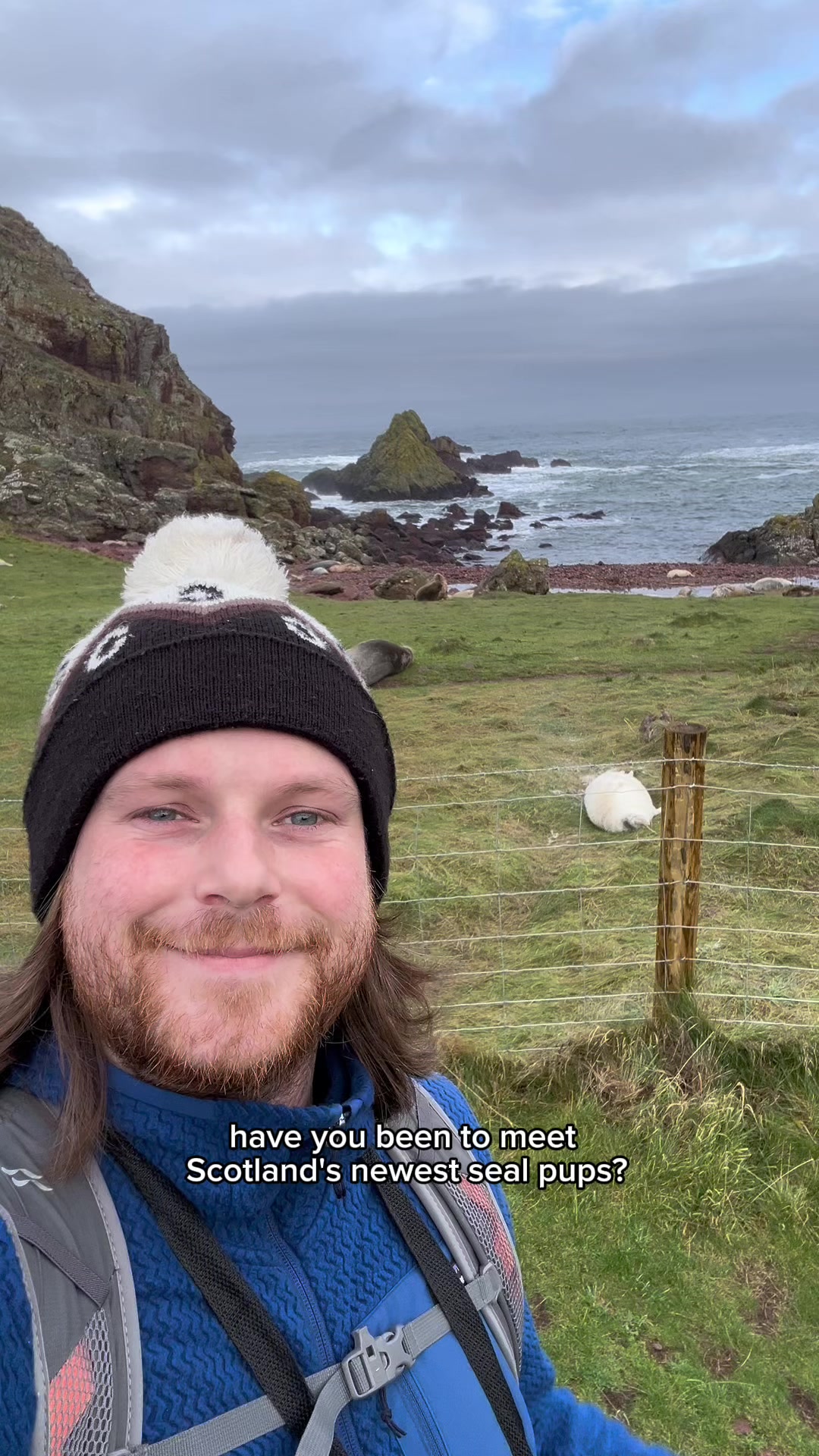 Grey Seal Pups Born At St Abbs Head