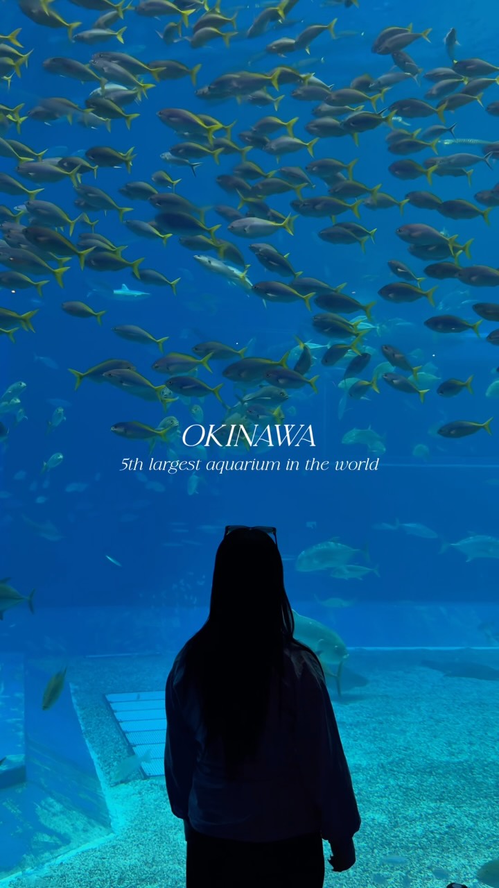 Okinawa Aquarium's Whale Sharks and Manta Rays