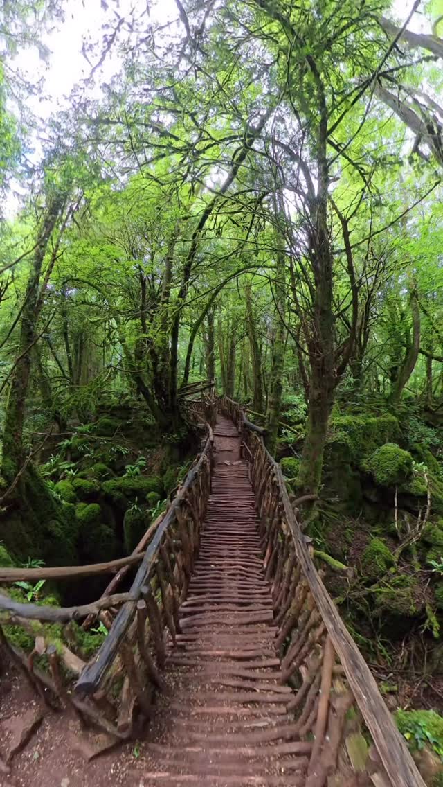Magical Woodland and Cafe Experience