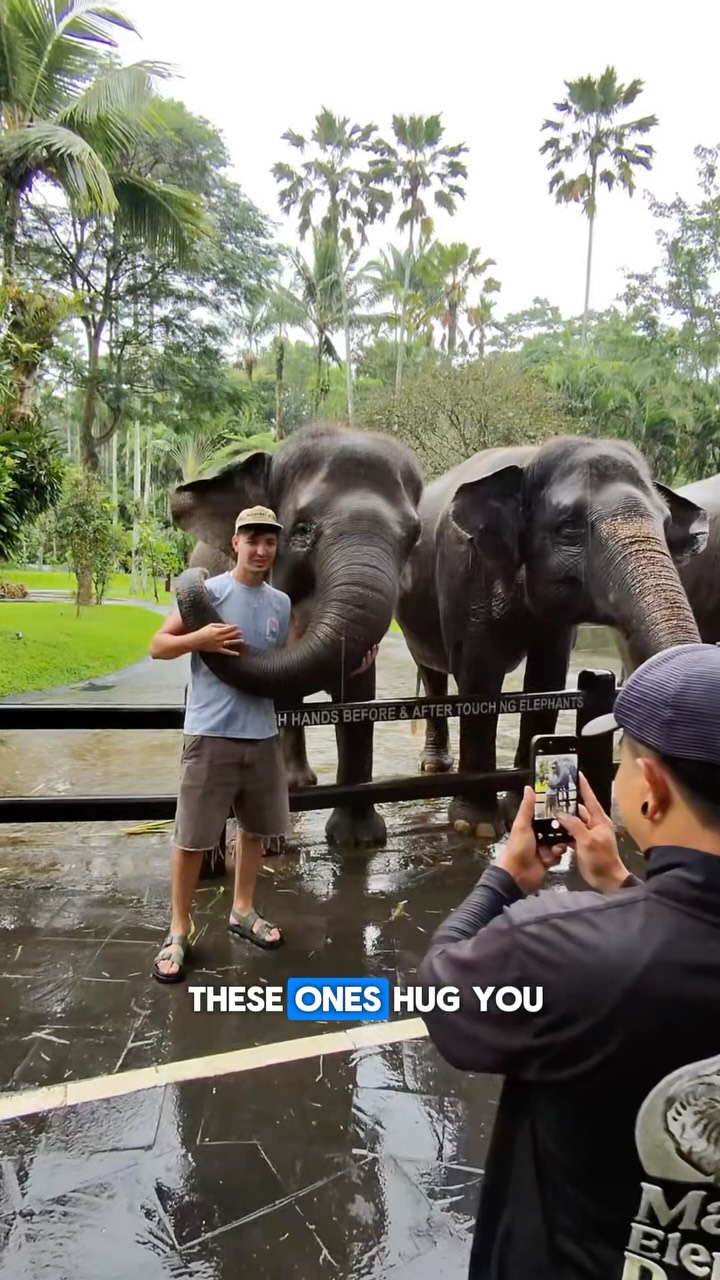Ubud Elephant Park Offers Interactive Safari Experiences