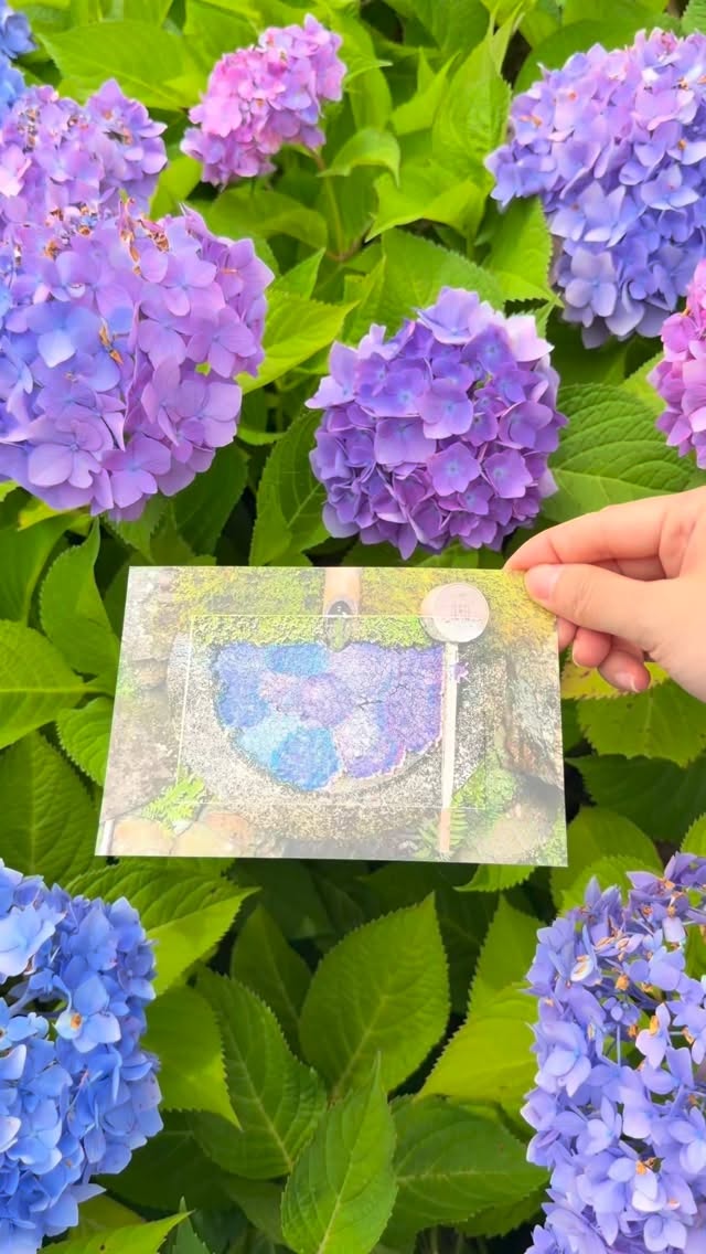 Kyoto Temple Offers Hydrangea Keepsake This June