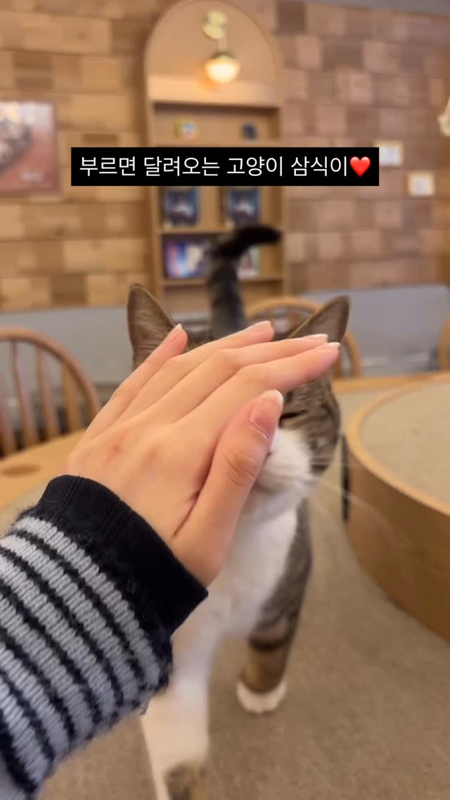 Cat Cafe Mocha Gangnam Store