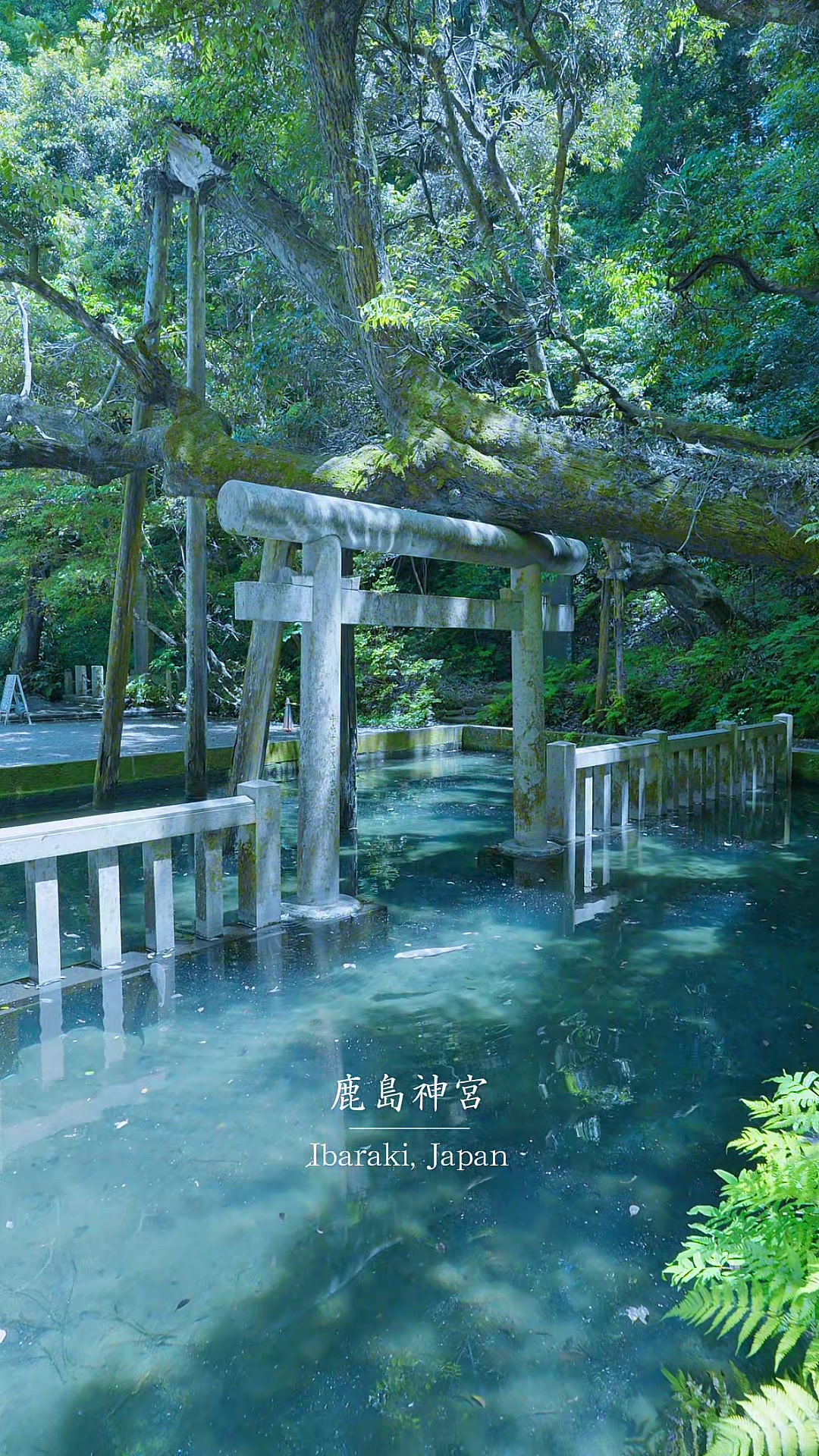 Shrines and Sacred Pond of Japan's Ancient Traditions