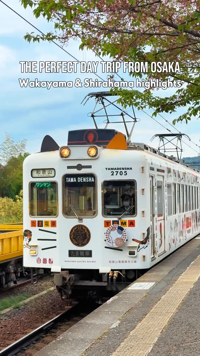 Wakayama Day Trip: Caves, Coast, and Cat Station