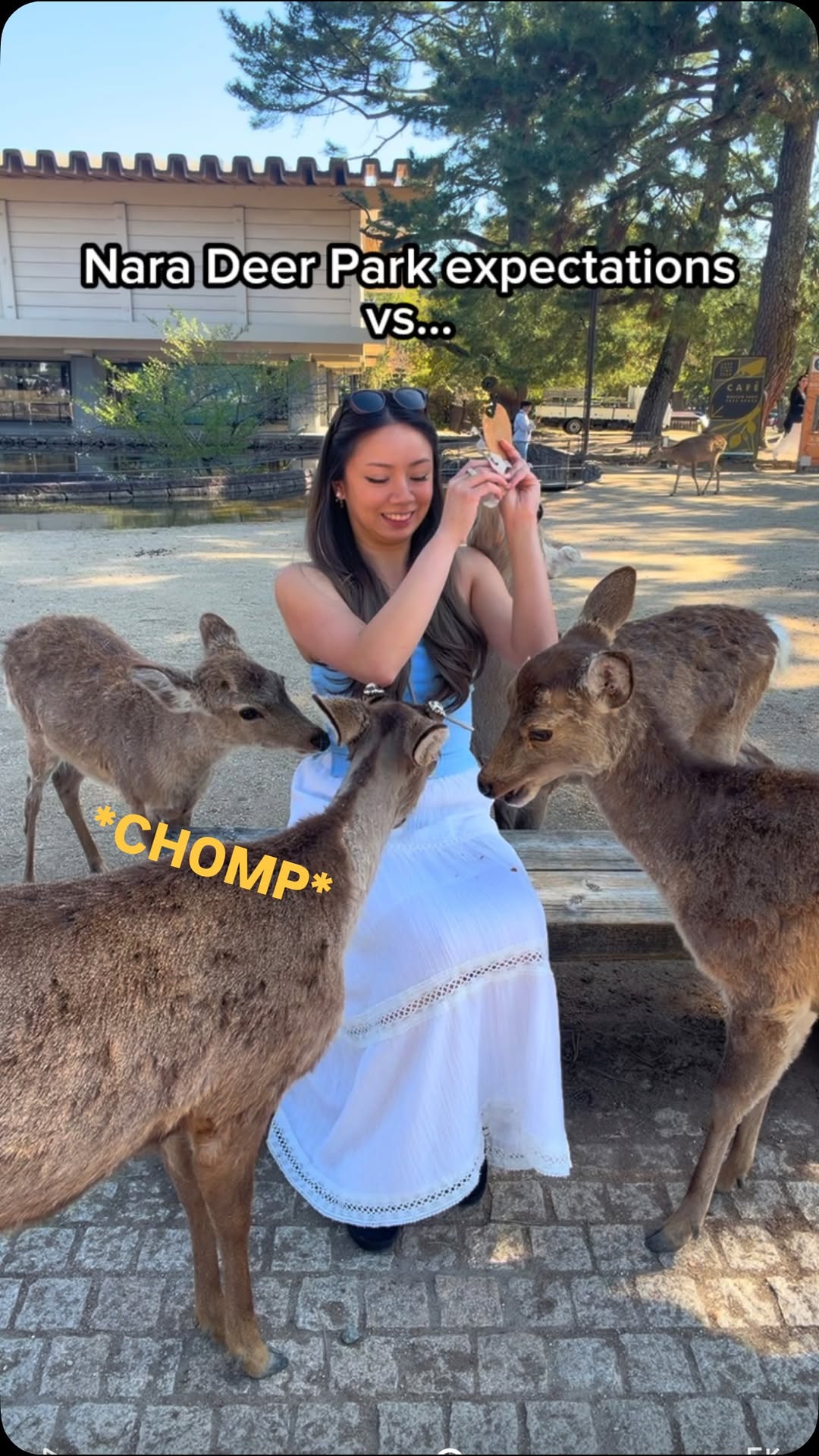 Nara Park: Expectations Versus Deer Reality
