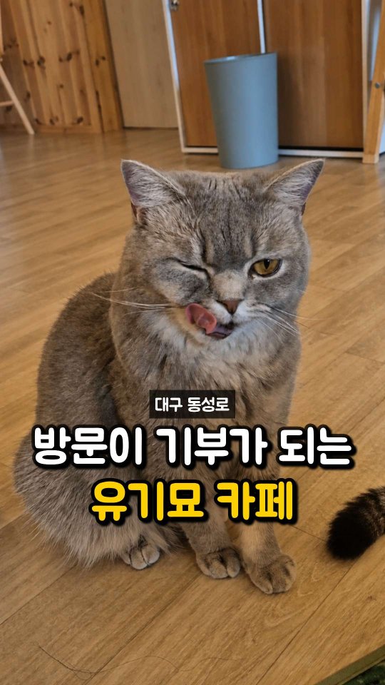 Cat Cafe Benefits Stray Animals in Dongseongro
