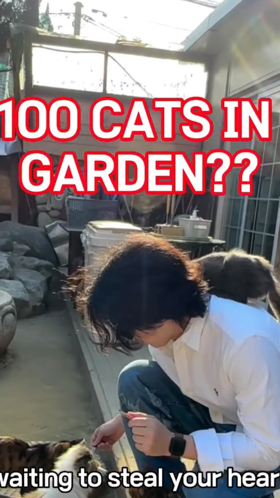 Cat Garden Sanctuary