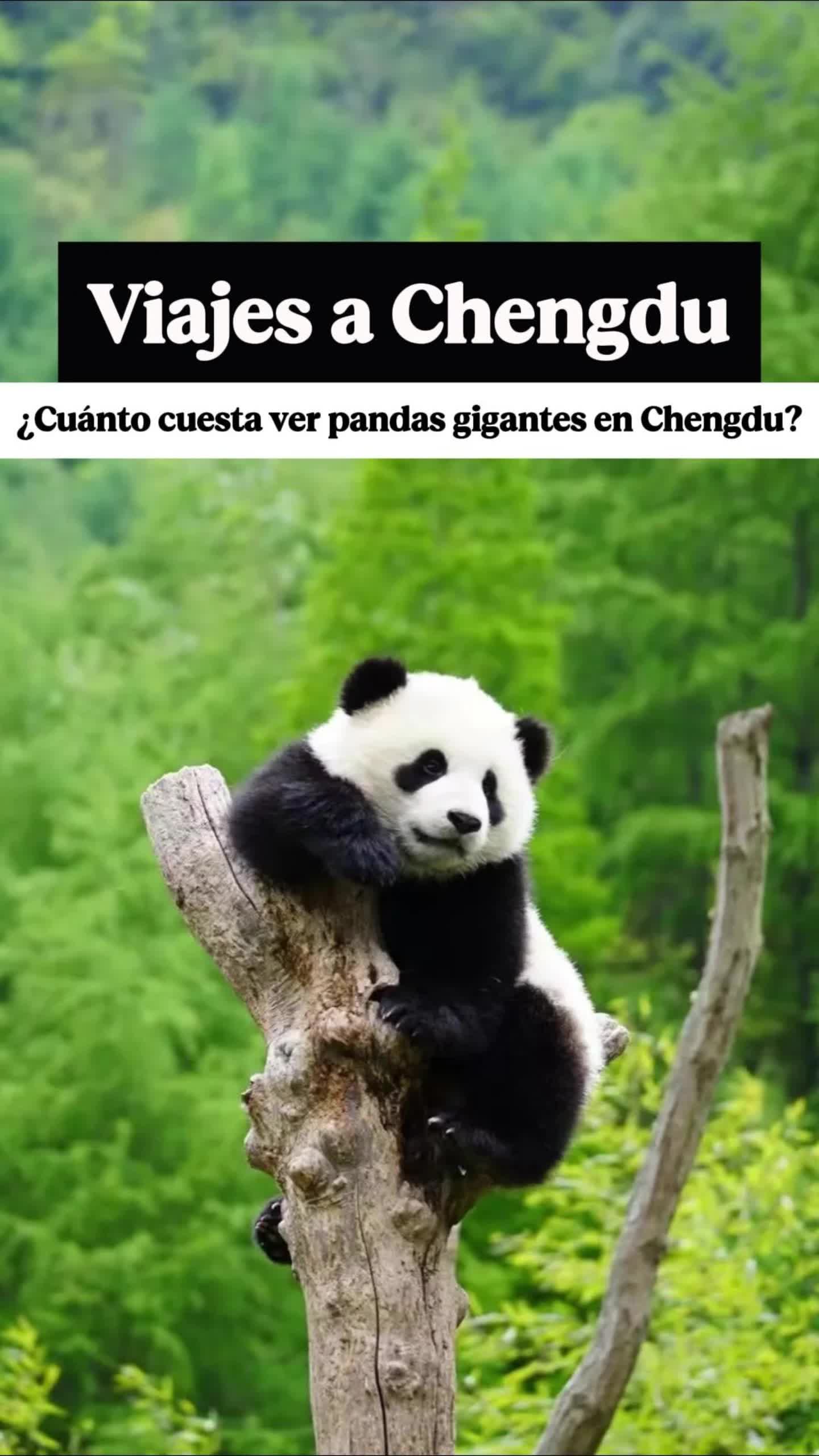 Chengdu's Panda Breeding and Financial Hub