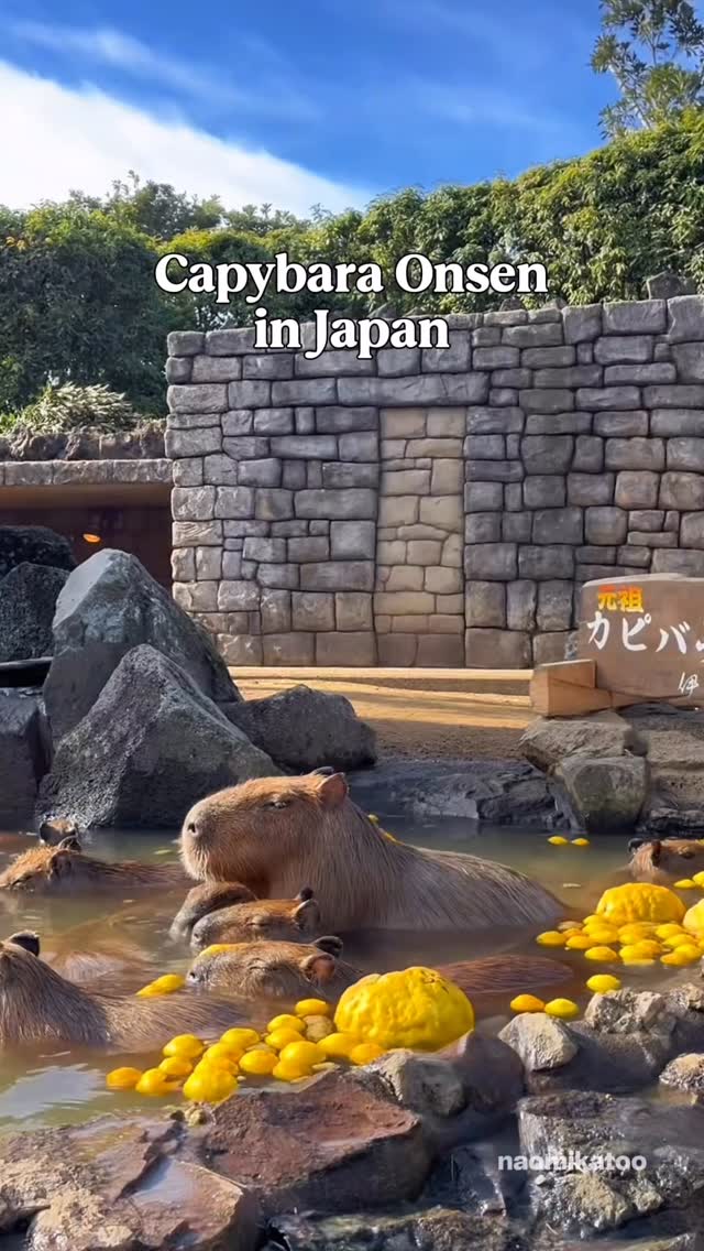 Capybaras Enjoy Outdoor Baths At Izu Zoo