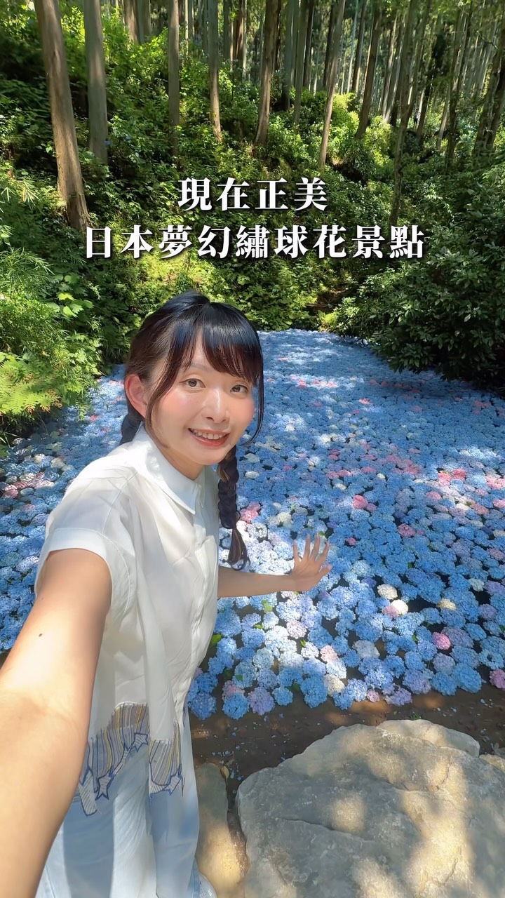 Michinoku Hydrangea Garden's Vast Floral Display