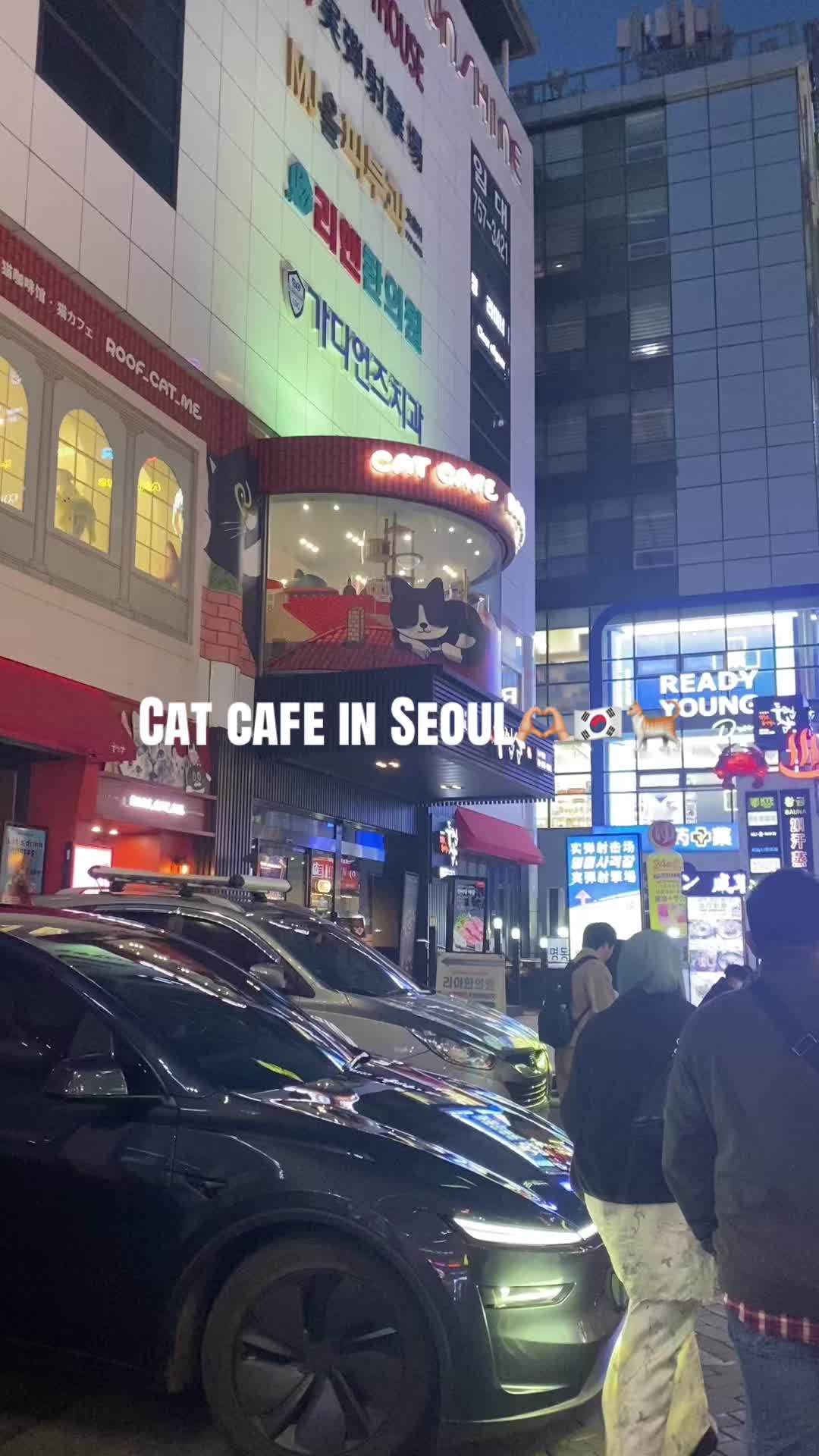 Cute Cat Cafes For Animal Lovers