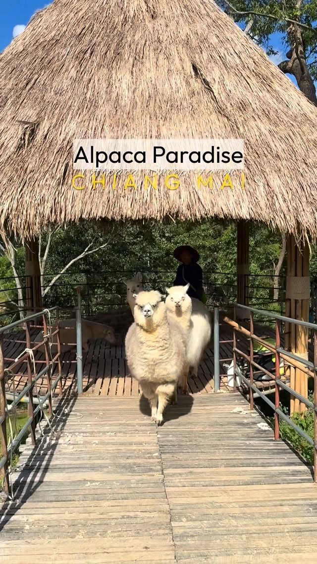 Mon Jam's Alpaca And Sheep Farm For Relaxing Mountain Views