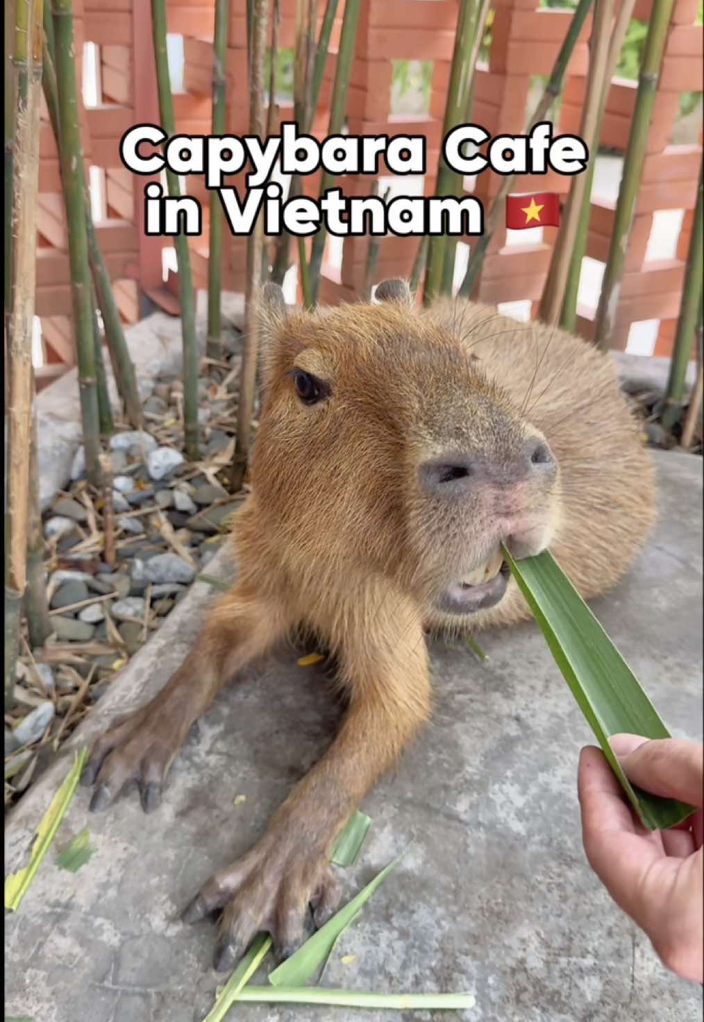 2 Cafes in Vietnam