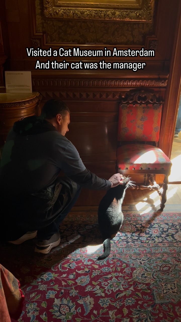 Amsterdam Cat Museum Features Art And Resident Felines
