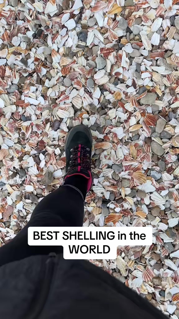 Beaches Covered in Scallop Shells