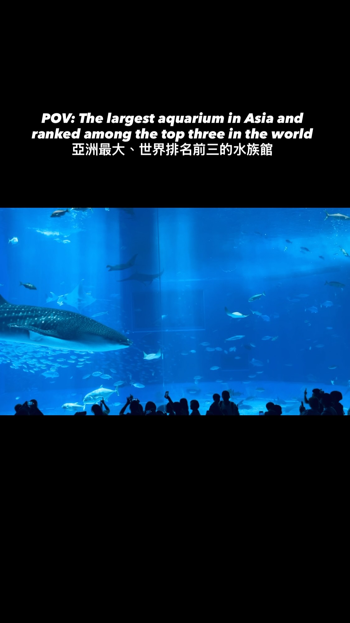 Okinawa Aquarium Cafe Views Whale Sharks