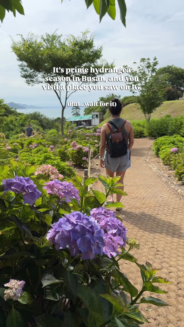 Busan's Best Hydrangea Spots and Scenic Views