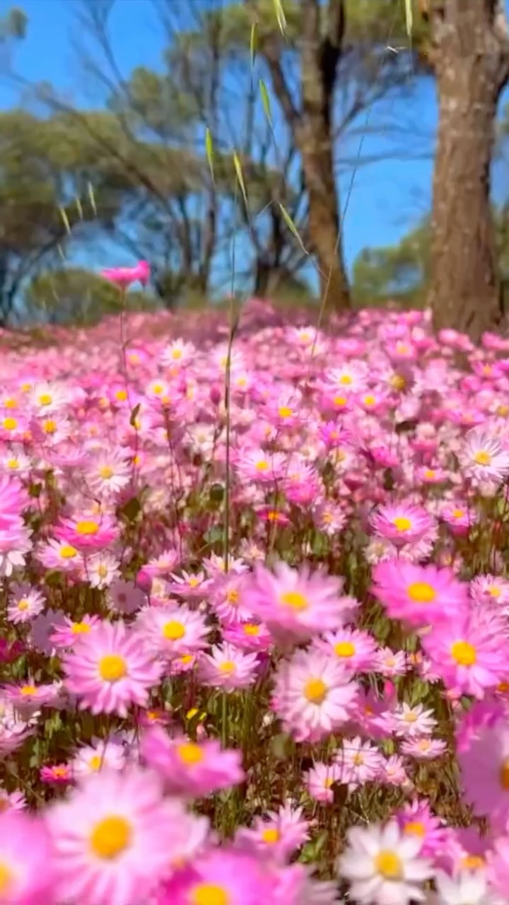 Western Australia's Wildflower Country Road Trip