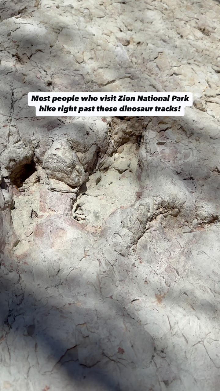 Dinosaur Tracks At Zion National Park