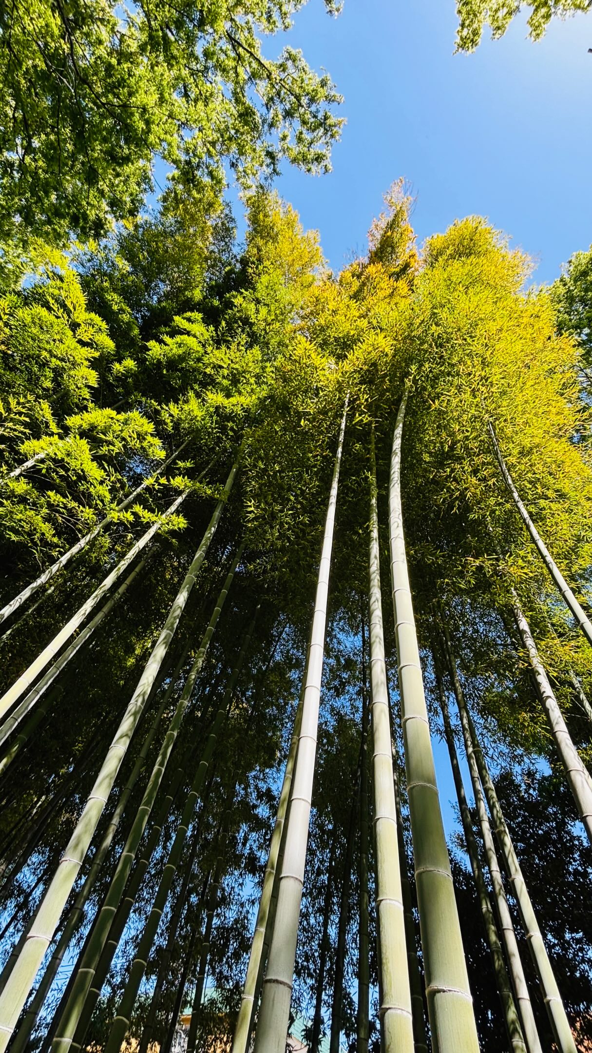 7 Attractions in Japan