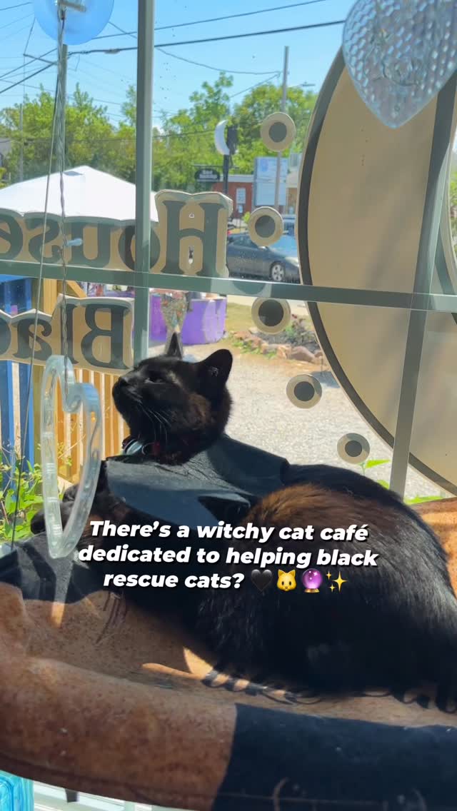 Black Cat Cafe and Magic Shop Aids Rescues
