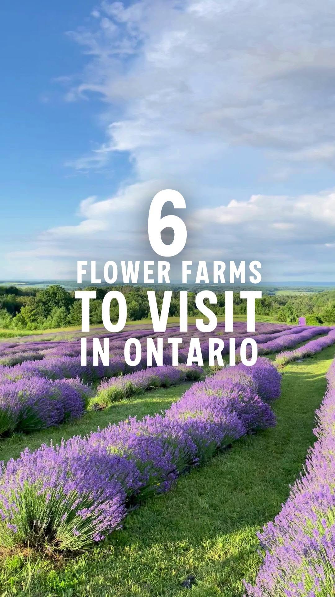 Ontario's Best Flower Farms To Visit
