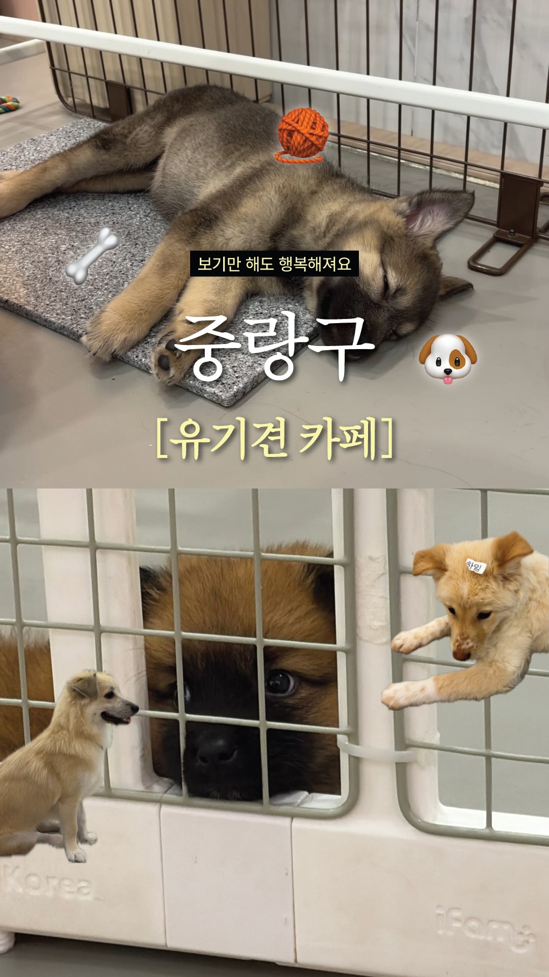 Seoul Dog Cafe Offers Adoption and Play