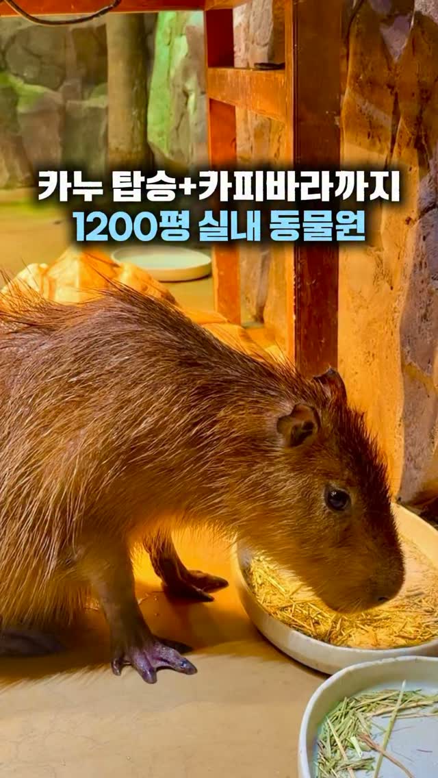 Animal Encounters and Play at Indoor Attractions