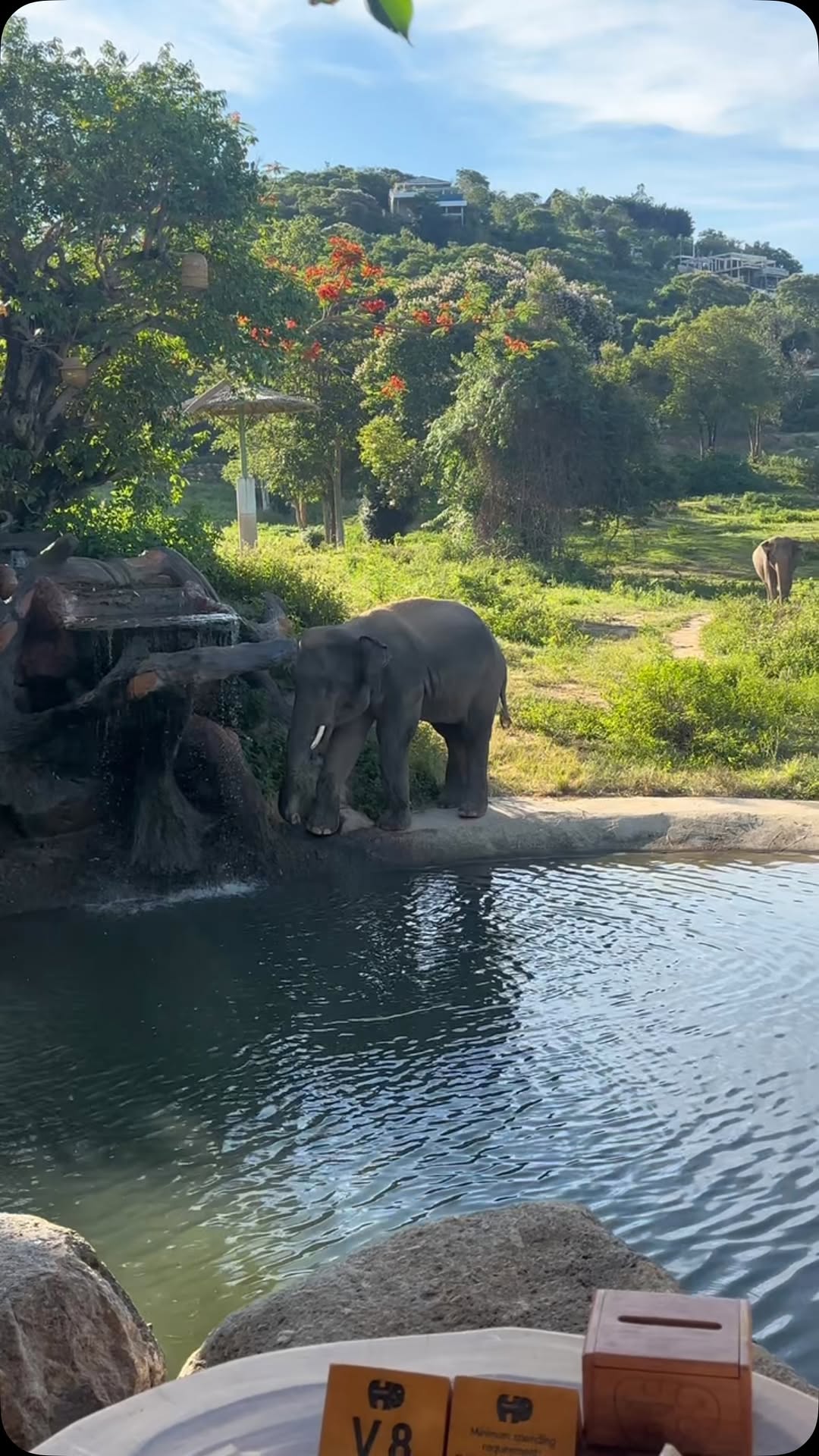 Elephant Cafes And Restaurants