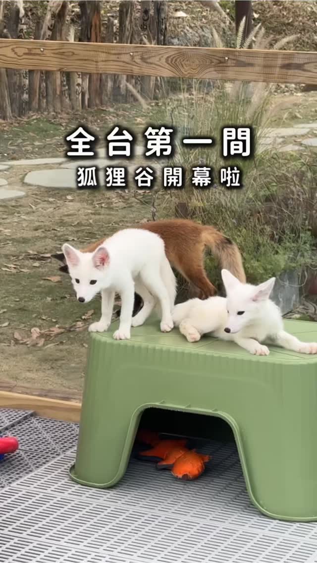 Interactive Animal School With Foxes