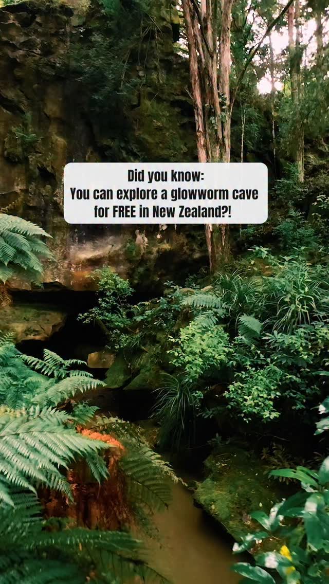 Waipu Caves Glowworm Experience Near Auckland