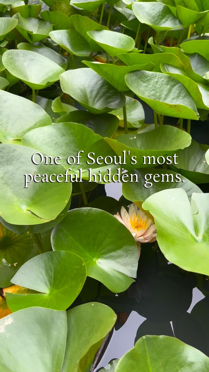 Seoul Temple Offers Free Lunch and Peaceful Atmosphere
