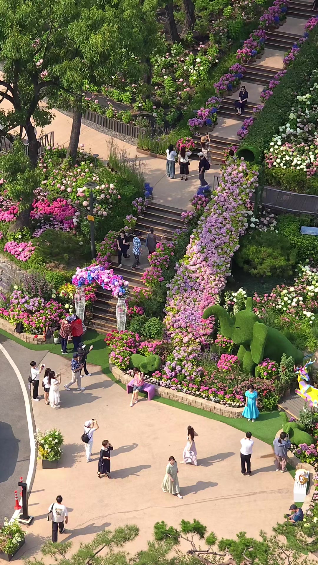 Choansan Hydrangea Garden: Day and Night Blooms