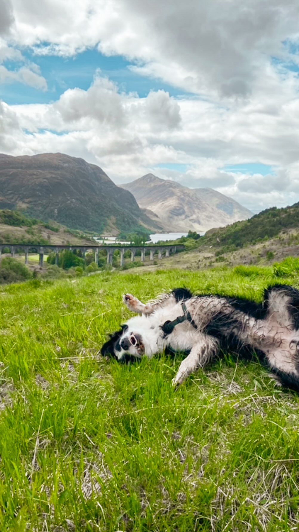 Scottish Highlands Dog-Friendly Van Life Adventure