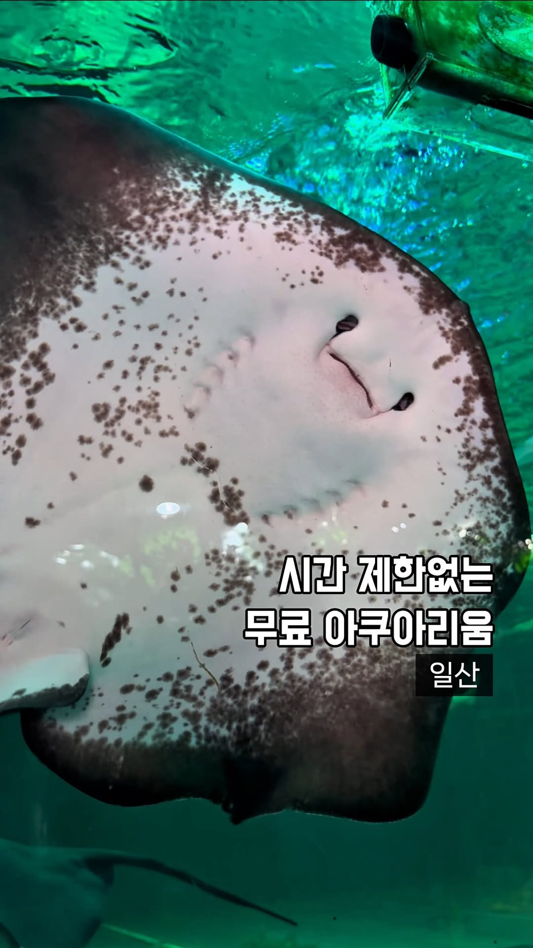 Largest Aquarium Cafe in Ilsan Offers Endless Aquatic Fun