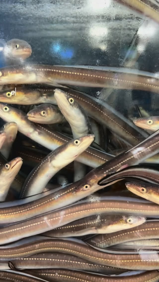 Noryangjin Fisheries Wholesale Market: Seoul's Seafood Hub